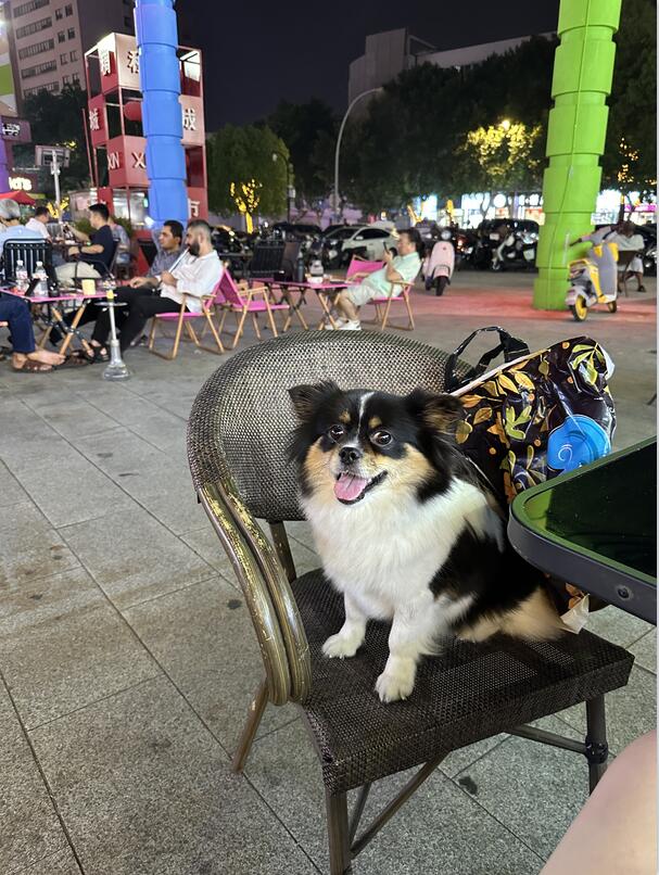 走失者照片 狗狗莱宝