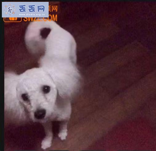 走失者照片 湖北省武汉市汉阳区《有偿寻狗》——“比…