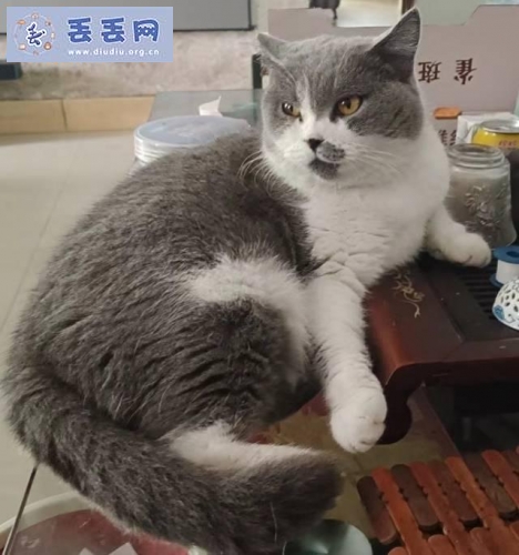 走失者照片 广东省佛山市三水区《有偿寻猫》——“英…