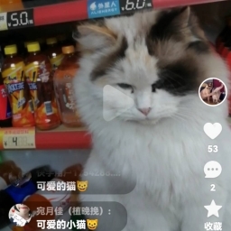 走失者照片 布偶猫名字叫奶油