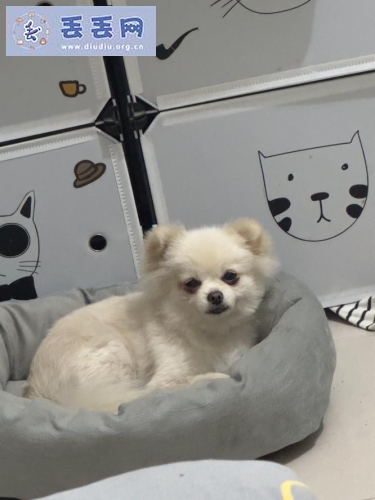 走失者照片 狗狗