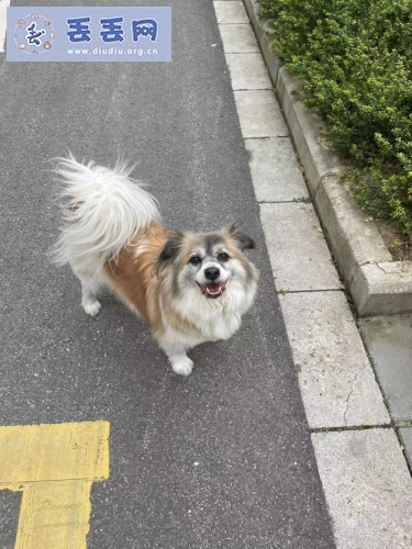 走失者照片 江苏省苏州市常熟市《有偿寻狗》——“蝴…