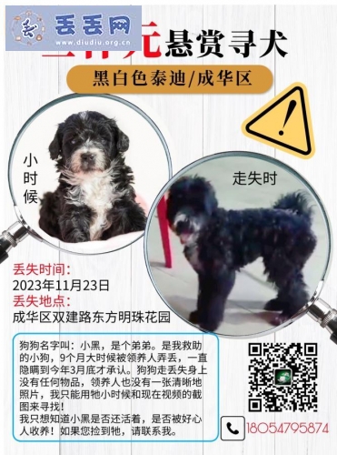 走失者照片 四川省成都市成华区《有偿寻狗》——30…