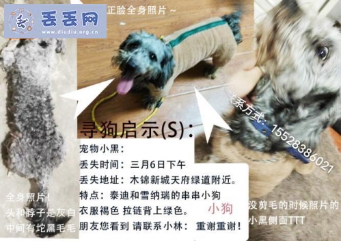 走失者照片 四川省成都市新都区《有偿寻狗》——“雪…