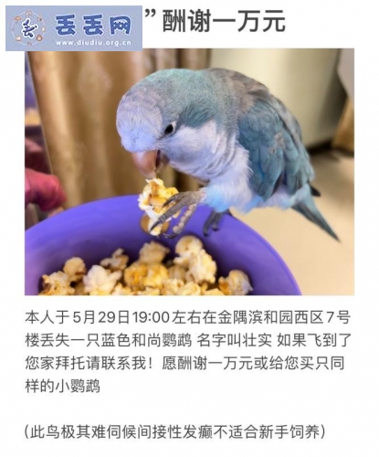 走失者照片 北京市石景山区《万元寻鸟》——“和尚鹦…