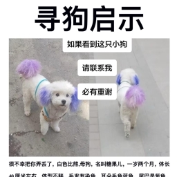 走失者照片 糖果