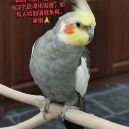 走失者照片 小汤圆原始灰玄凤鹦鹉