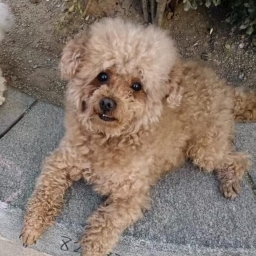 走失者照片 丢丢