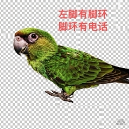 走失者照片 贾丁氏鹦鹉