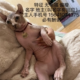 走失者照片 名字叫地主
