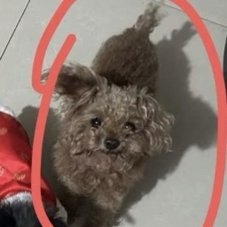 走失者照片 大宝