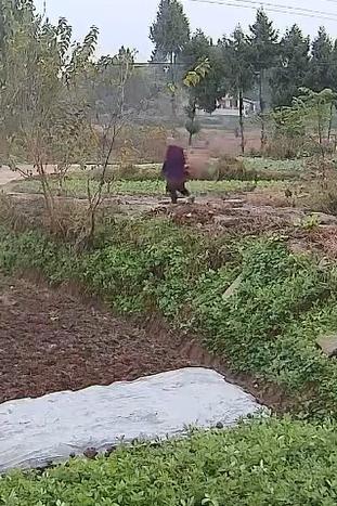 走失者照片 南充市寻人：七旬老太走失，患阿尔茨...