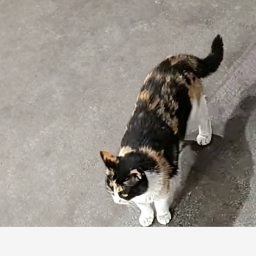 走失者照片 猫猫