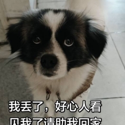 走失者照片 宠物
