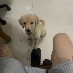 走失者照片 球球