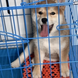 走失者照片 铁柱