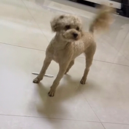 走失者照片 元宝