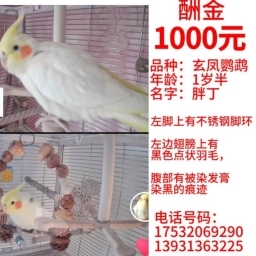 走失者照片 他的名字叫：胖丁