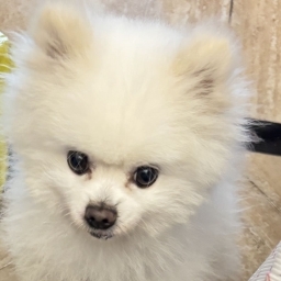 走失者照片 婧瑄