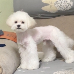 走失者照片 来财