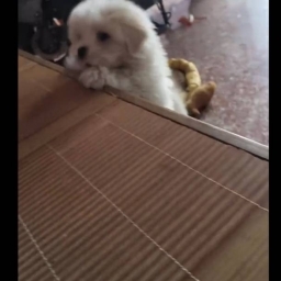 走失者照片 旺旺
