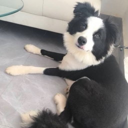 走失者照片 边境牧羊犬
