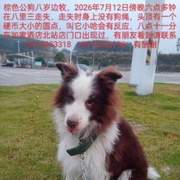 走失者照片 狗狗在八里三路走失