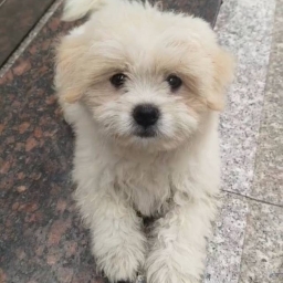 走失者照片 狗句