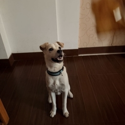走失者照片 中华田园犬汤圆