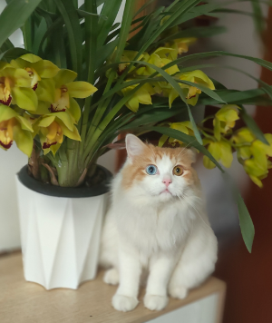 走失者照片 寻找宠物猫