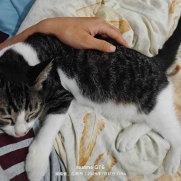 走失者照片 狸花猫