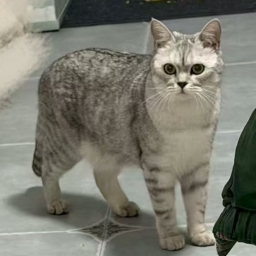 走失者照片 小猫叫豆包公猫已绝育