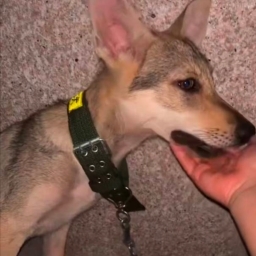 走失者照片 捷克狼犬