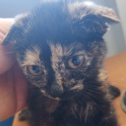 走失者照片 玳瑁猫