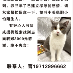走失者照片 英短蓝白