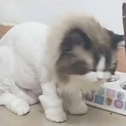 走失者照片 布偶猫