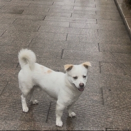 走失者照片 小白狗