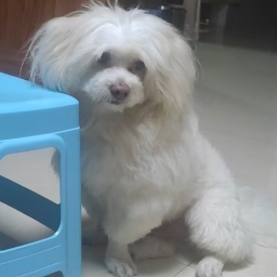 走失者照片 猪仔包
