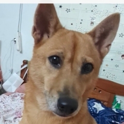走失者照片 小妞