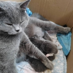 走失者照片 蓝猫