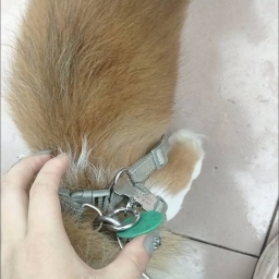 走失者照片 狗的在旺山绿色狗证绳子
