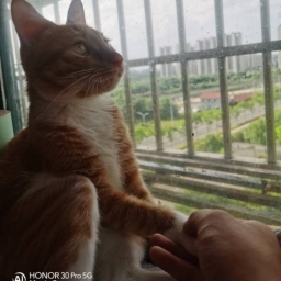 走失者照片 乖乖