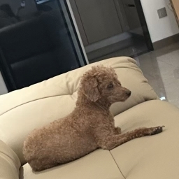 走失者照片 泰迪母犬小五