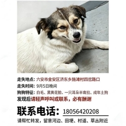 走失者照片 多金