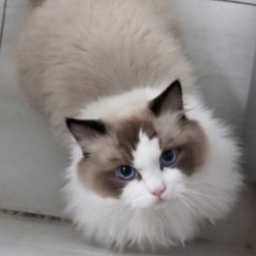 走失者照片 布偶猫黛西