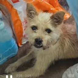 走失者照片 小宝