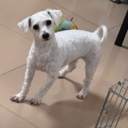 走失者照片 白云区宠物比熊犬丢失