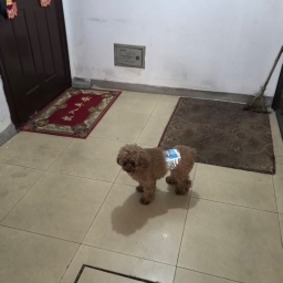 走失者照片 毛毛
